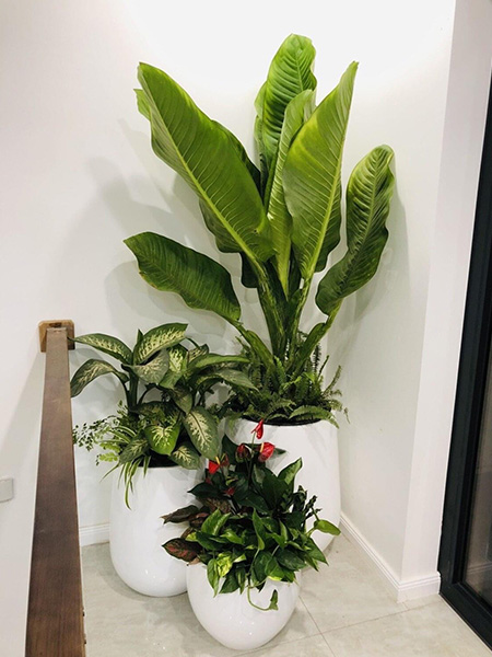 Combo chậu cây Đại Phú Gia